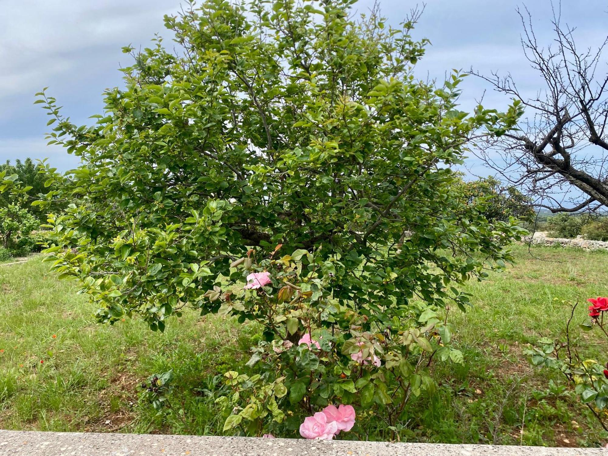 Villa Mimi Ostuni Zewnętrze zdjęcie